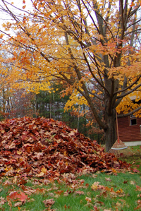 Fall clean-up landscaping services in Bridgewater, NJ 08807