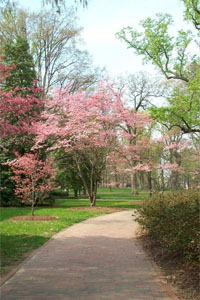 spring clean-up services nj